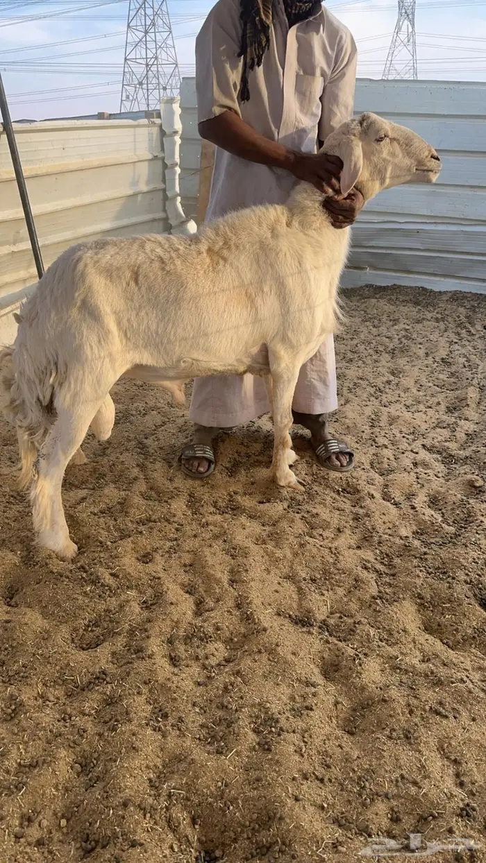 فحل حري للبيع 1