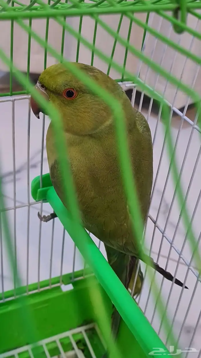 ببغاء درة هندي 1