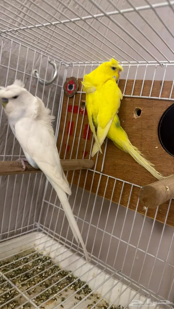 جوز بادجي هوقو كرست 0