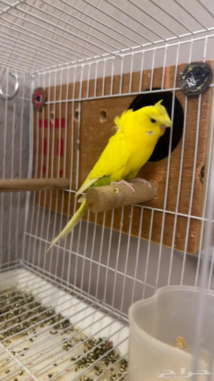 جوز بادجي هوقو كرست 1