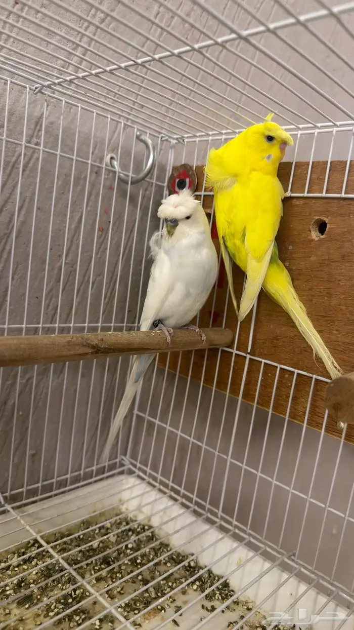 جوز بادجي هوقو كرست 2