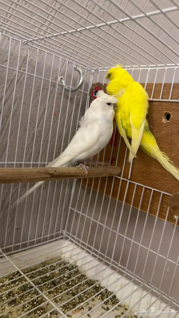 جوز بادجي هوقو كرست 4