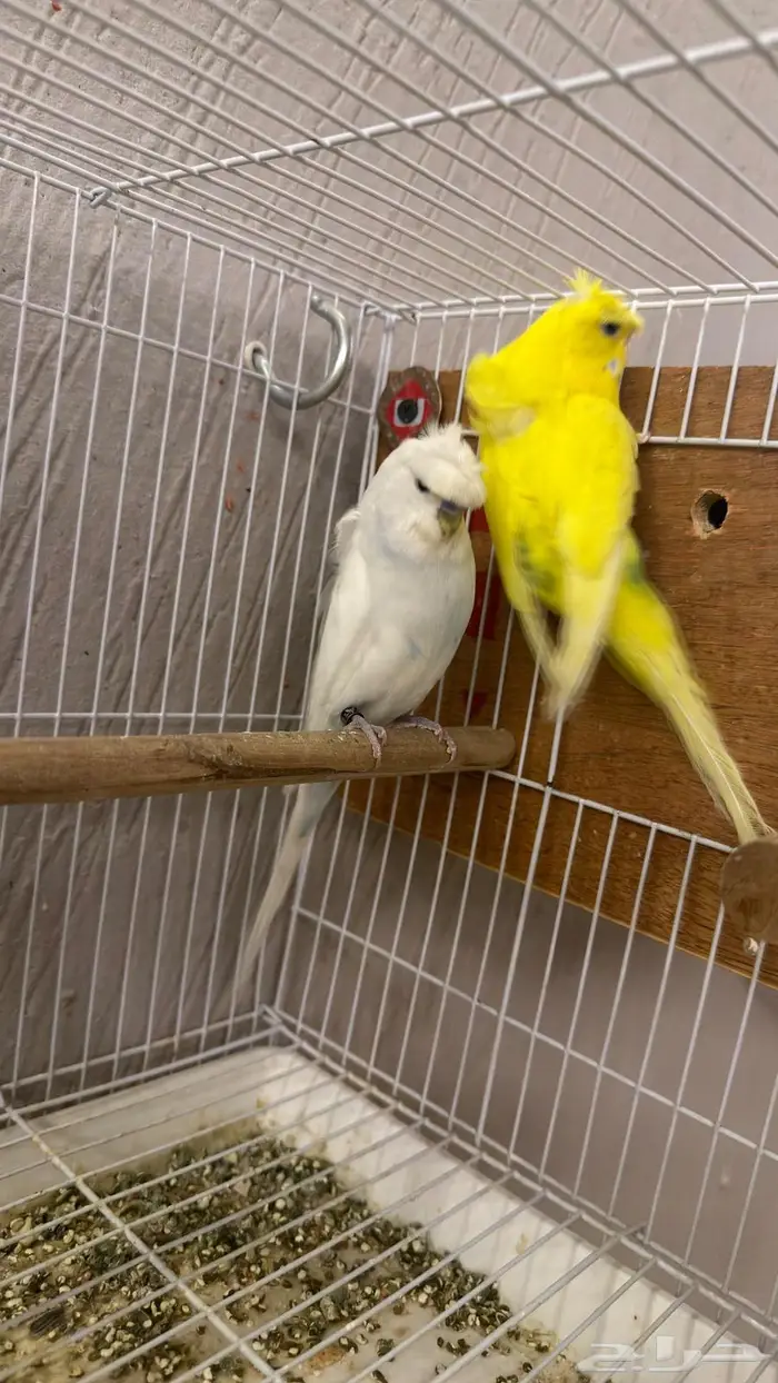 جوز بادجي هوقو كرست 6