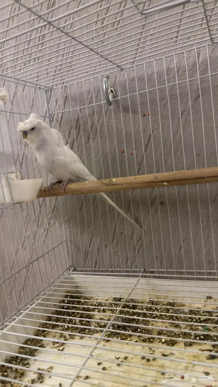 جوز بادجي هوقو كرست 5