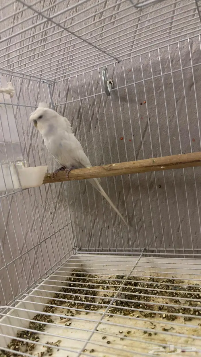 جوز بادجي هوقو كرست 3