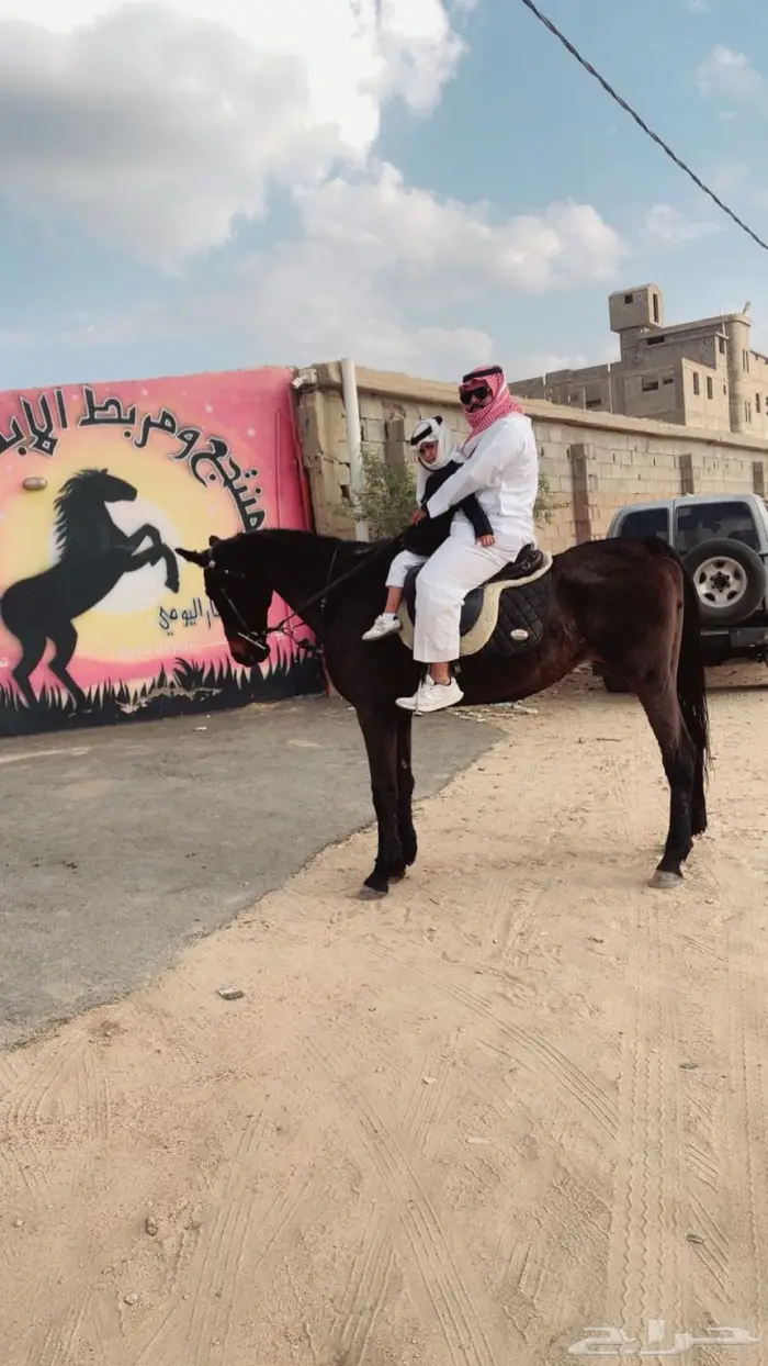 فرس انقليزيه فرس مدرسه 0