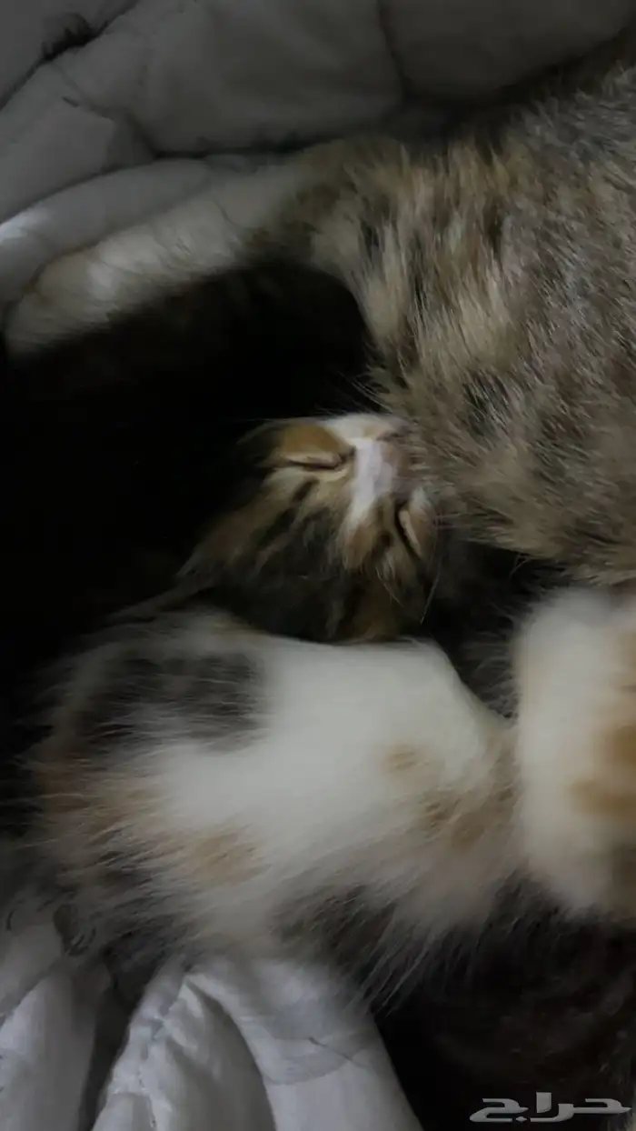 قطط للتبني 13