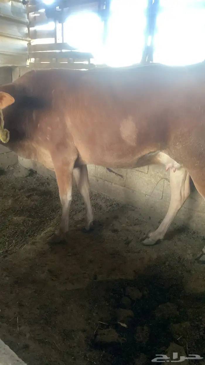 بقر للبيع 4