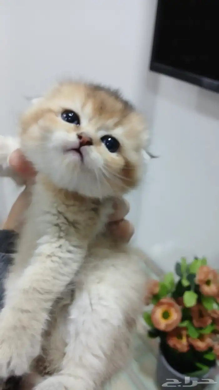 سكوتش فولد بالرياض للبيع 3