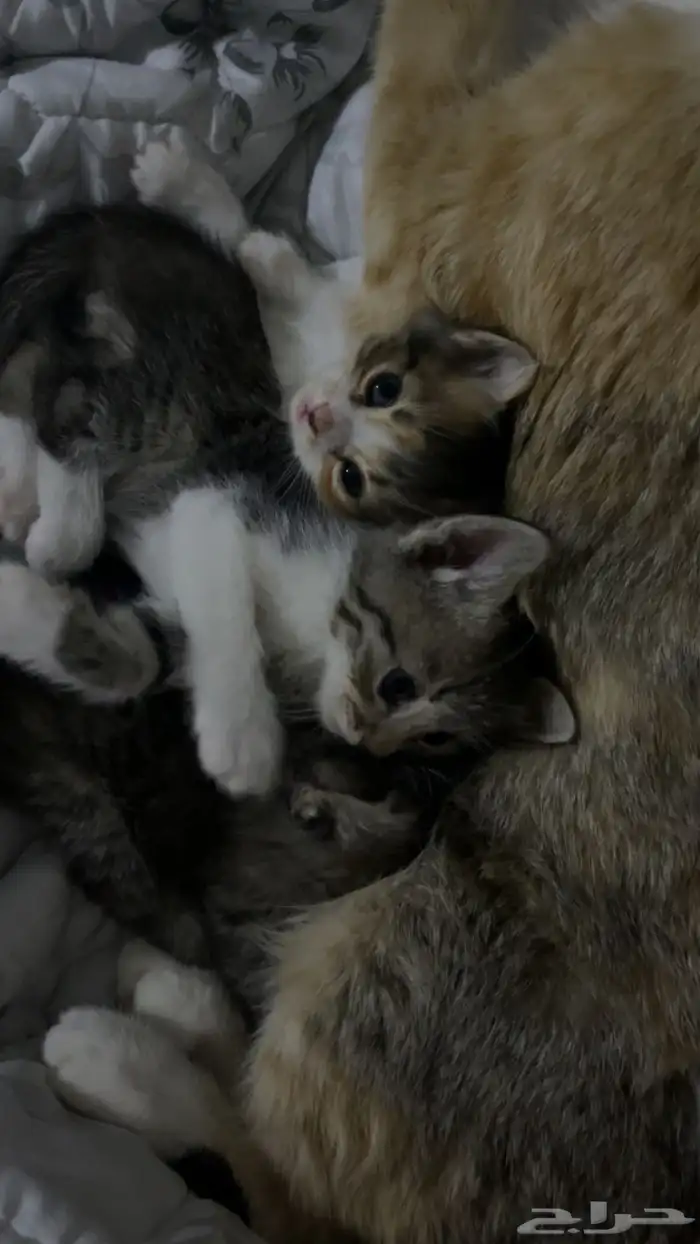 قطط للتبني 14