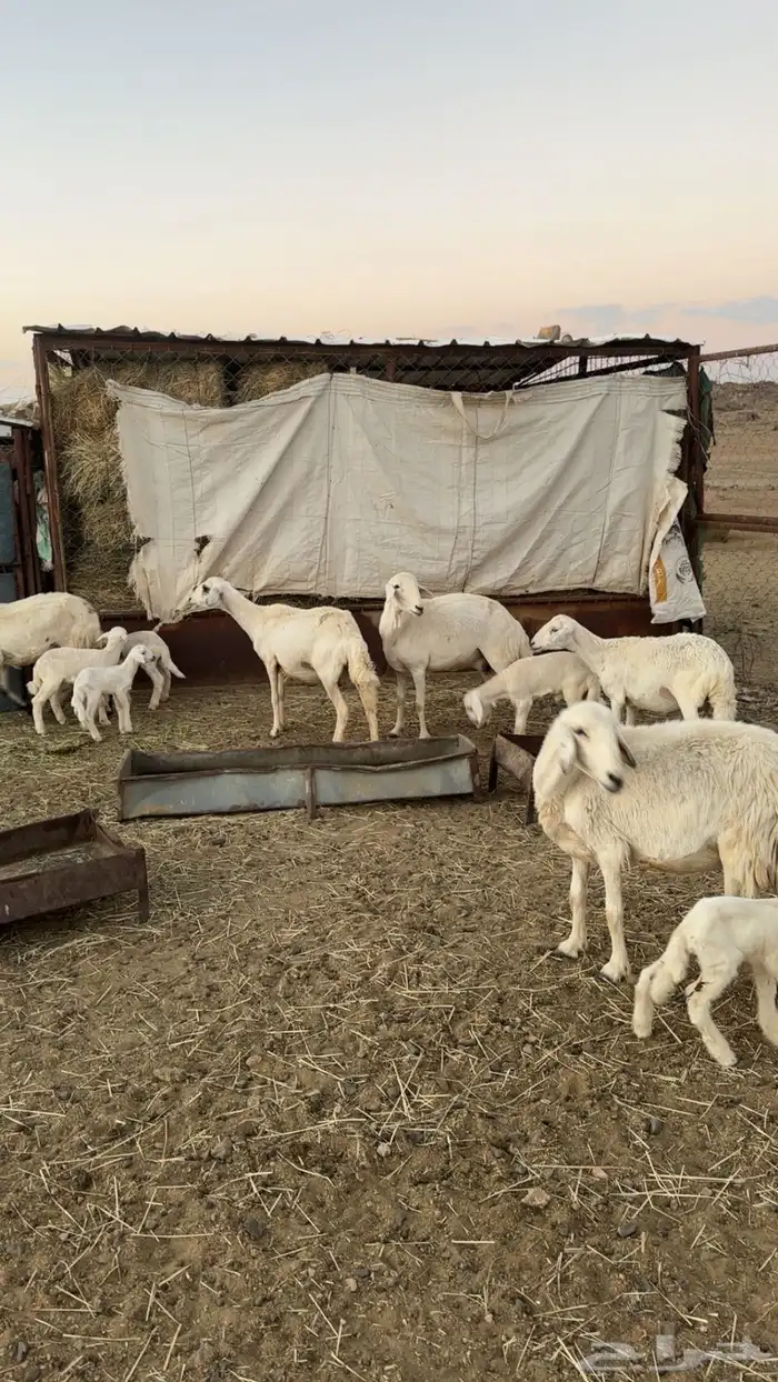ضان شهران متابيع غنم مراح واحد وأسنان ونظافه شرط 3