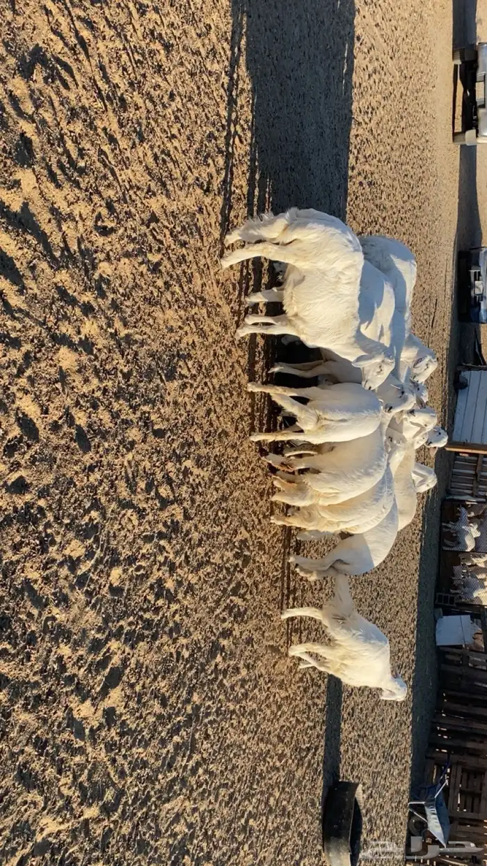 طليان جبره للبيع بيشة 0