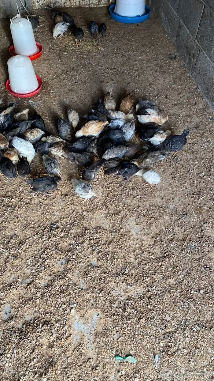 صيصان بلدي 3