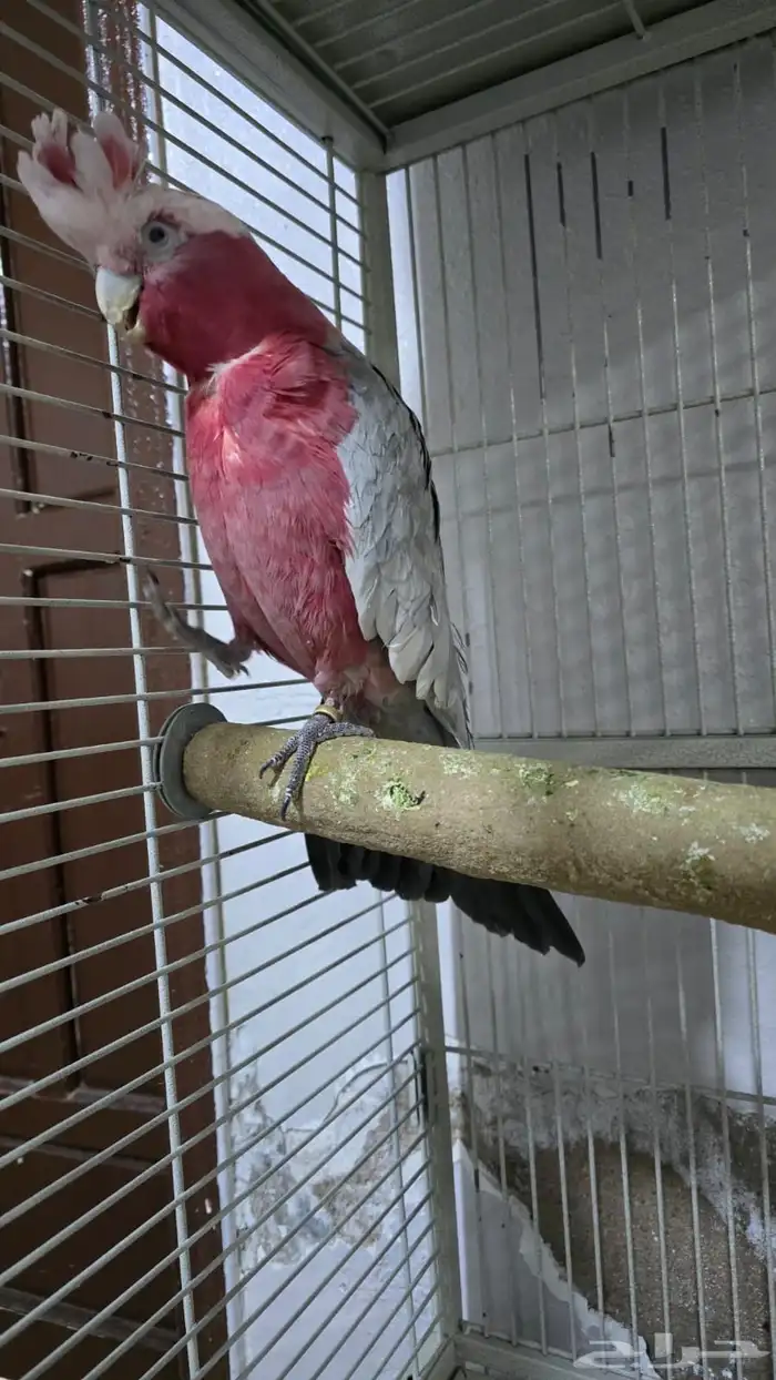 بيع بغباء على السوم 4