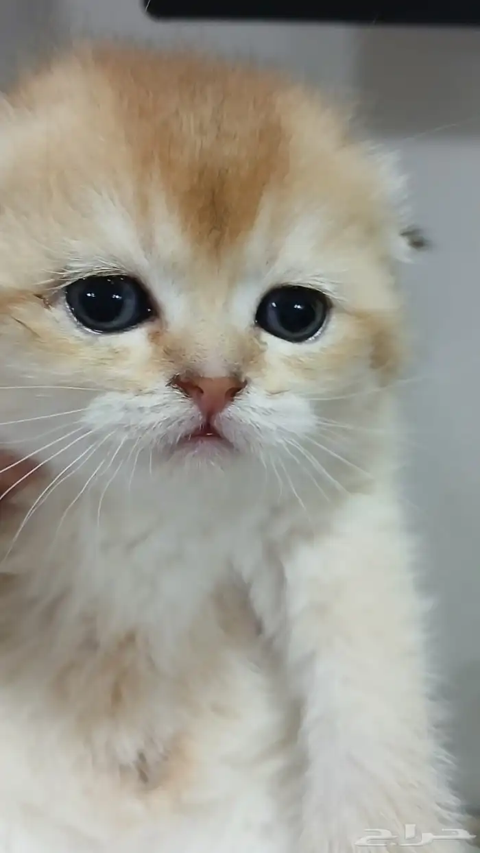 سكوتش فولد بالرياض للبيع 1