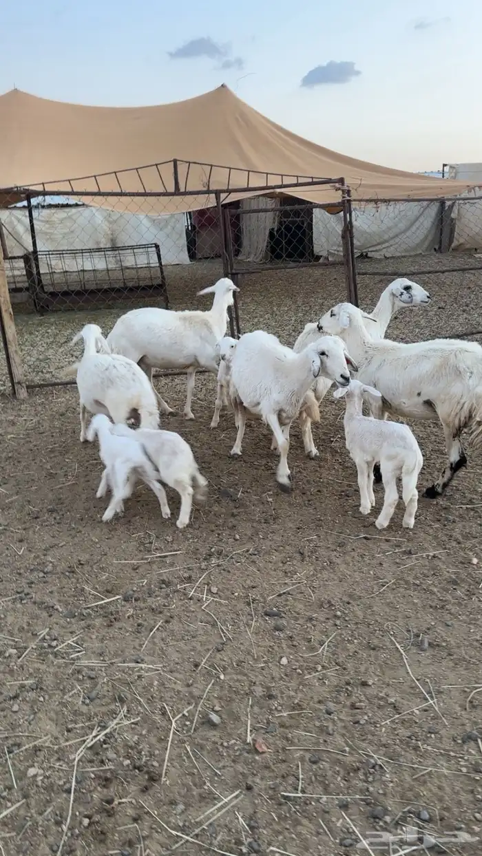 ضان شهران متابيع غنم مراح واحد وأسنان ونظافه شرط 0