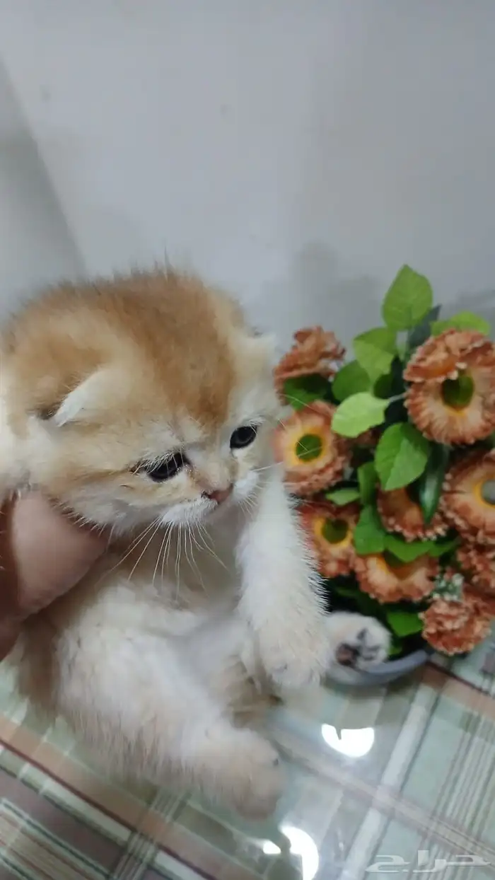 سكوتش فولد بالرياض للبيع 7