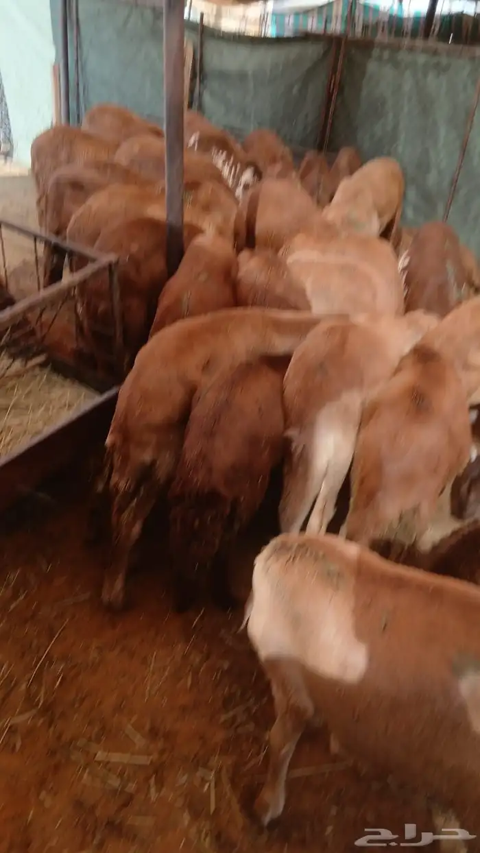 سواكن حمري جمله وتفريد 5