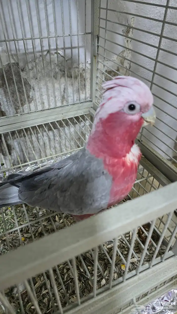 بيع بغباء على السوم 1