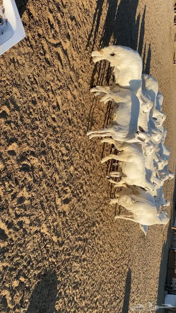 طليان جبره للبيع بيشة 1