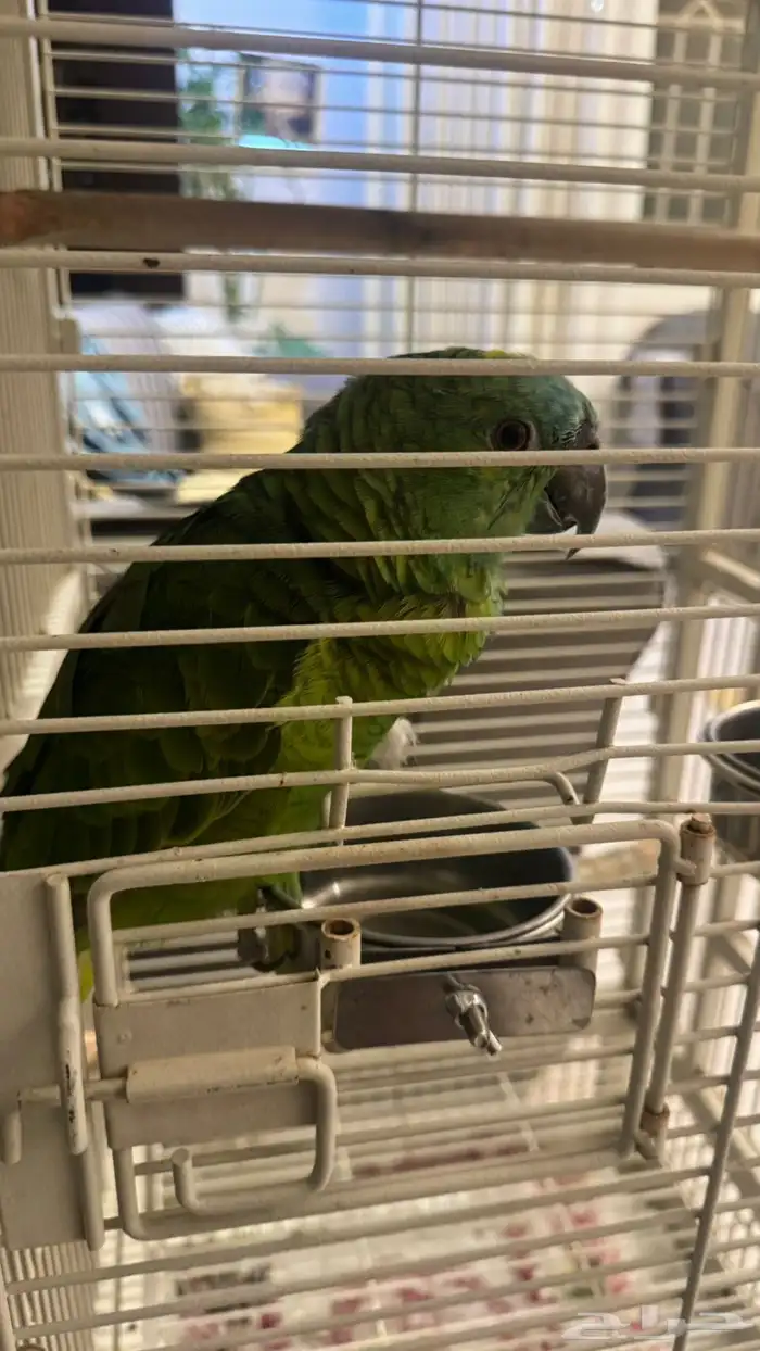 امزوني للبييع 0