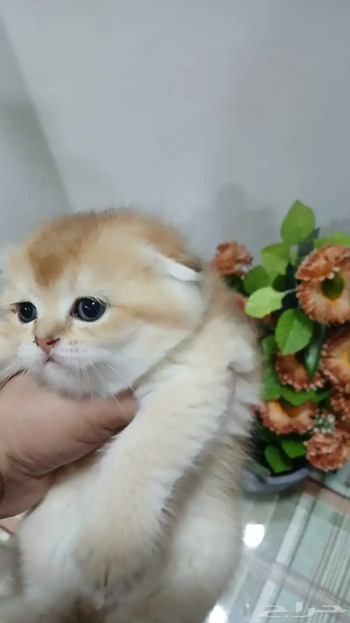 سكوتش فولد بالرياض للبيع 12