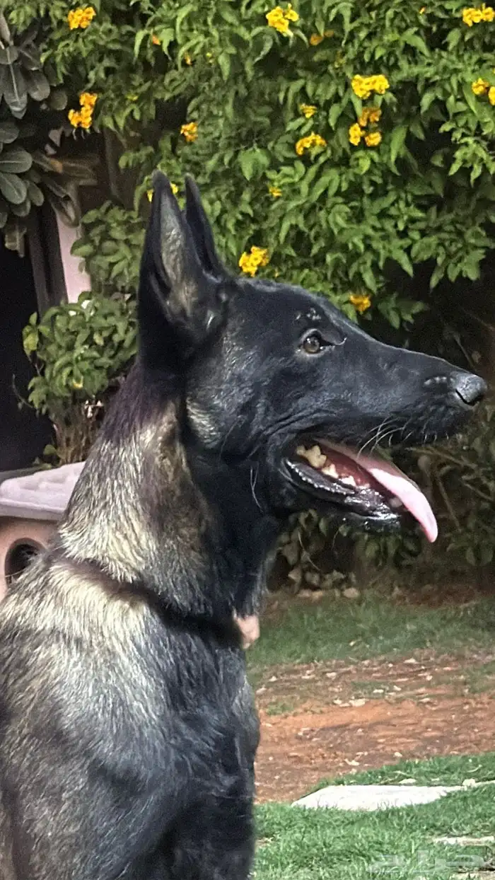 للبيع كلاب مالينو 3