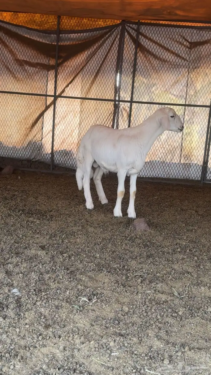 خاروف مشروع فحل ناجح 1