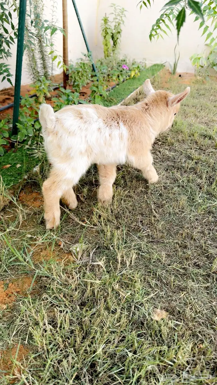 تيس قزم للبيع 0