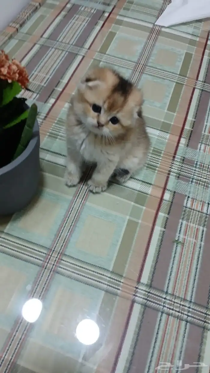 سكوتش فولد بالرياض للبيع 9