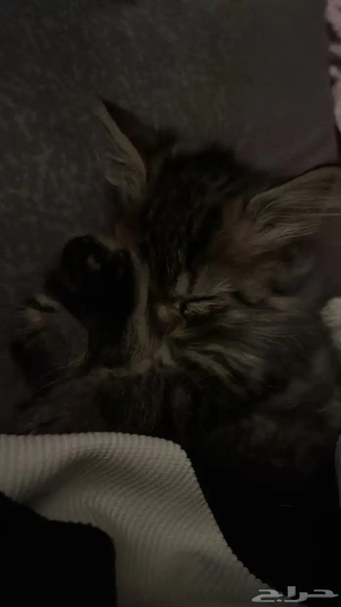 قطط للتبني 16