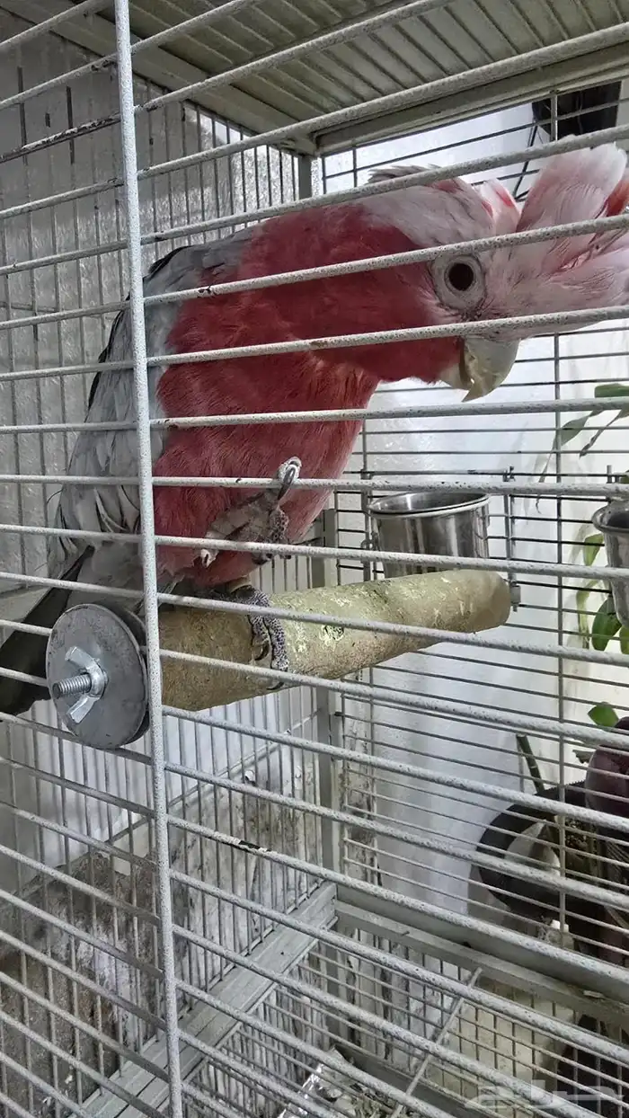 بيع بغباء على السوم 2