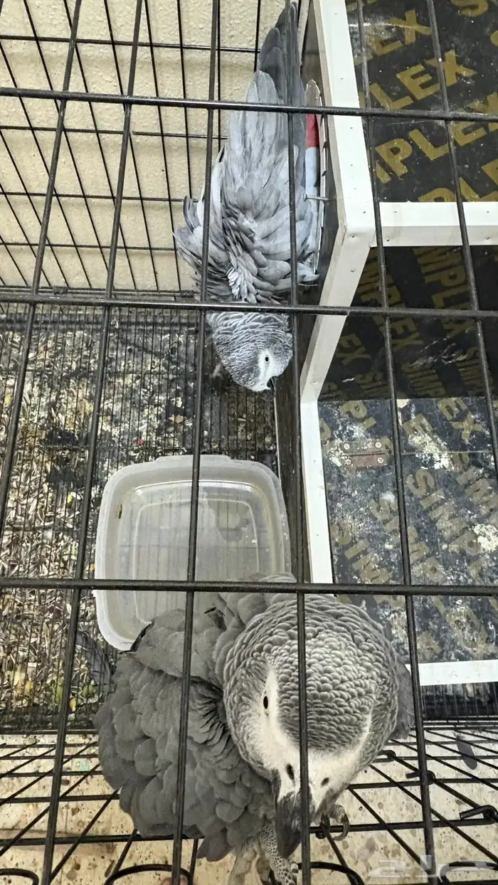 ببغاء كاسكو 1