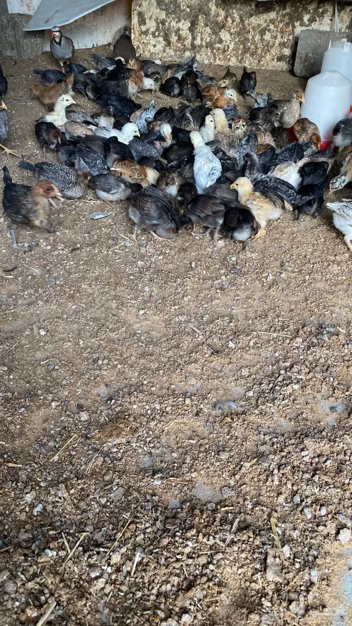 صيصان بلدي 1