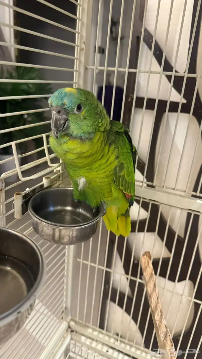 امزوني للبيع 2