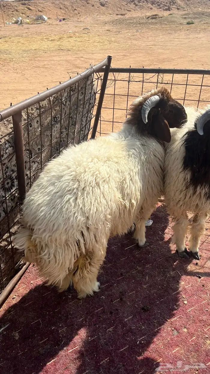 طليان نعيم 1