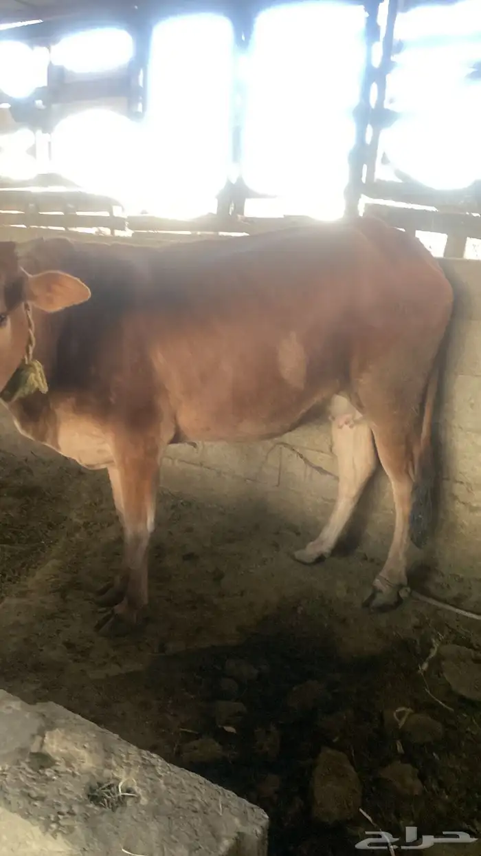 بقر للبيع 3