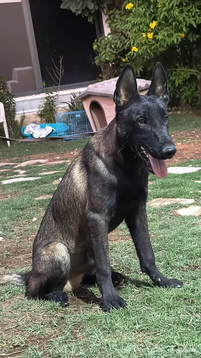 للبيع كلاب مالينو 0