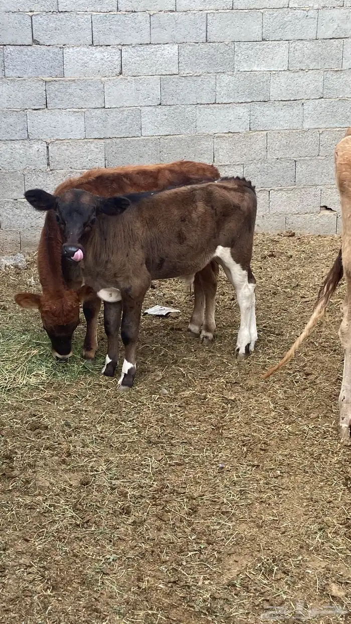 بقرة جيرسية حلوب 1