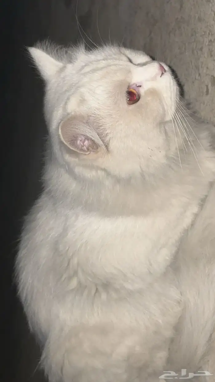 بستين للتبني 1