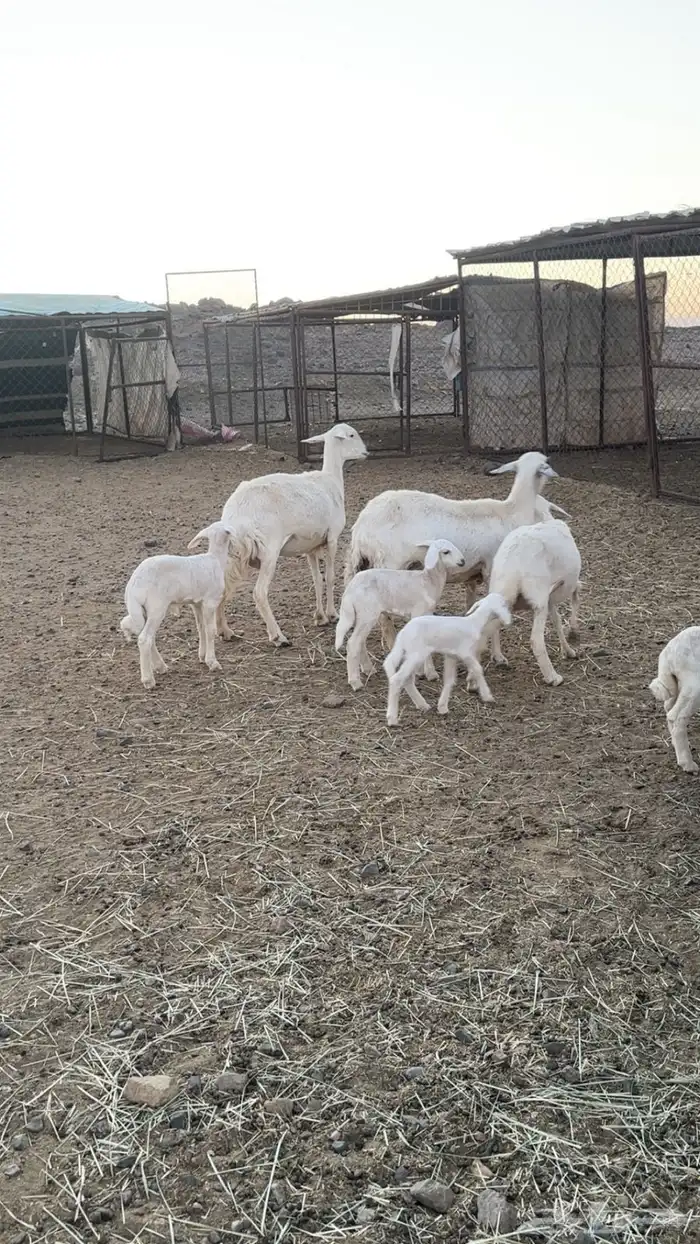 ضان شهران متابيع غنم مراح واحد وأسنان ونظافه شرط 5