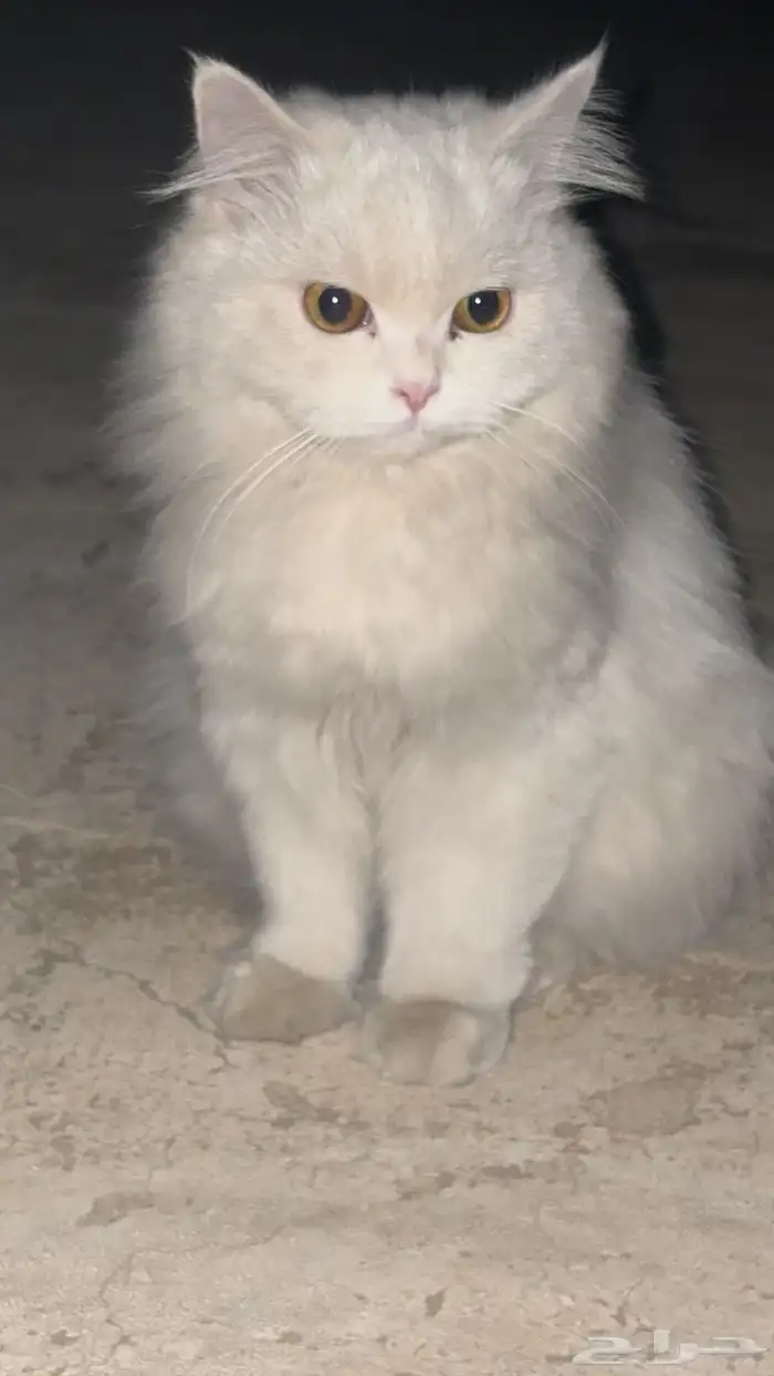 بستين للتبني 2