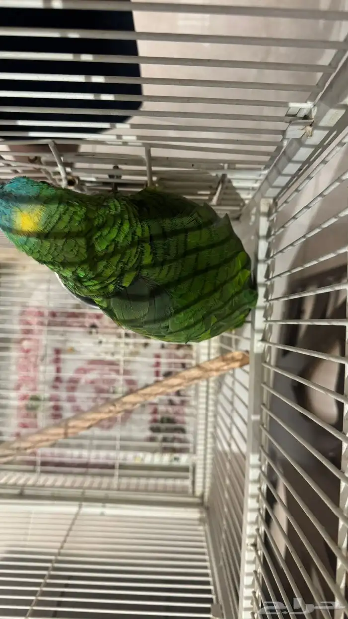 امزوني للبيع 1