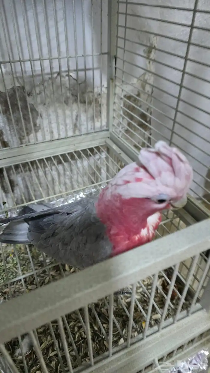 بيع بغباء على السوم 0