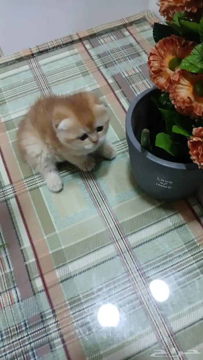 سكوتش فولد بالرياض للبيع 11