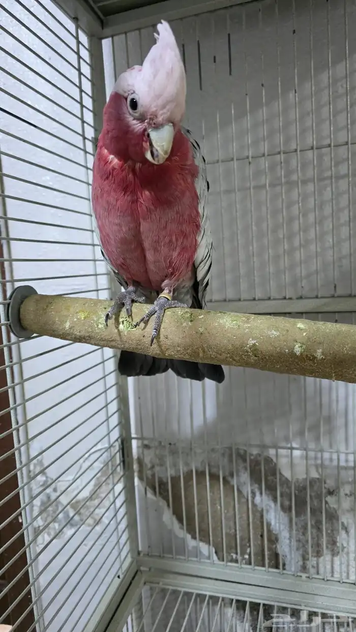 بيع بغباء على السوم 3