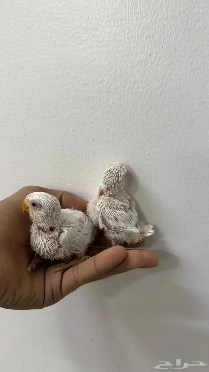 للبيع فروخ روز البينو 0