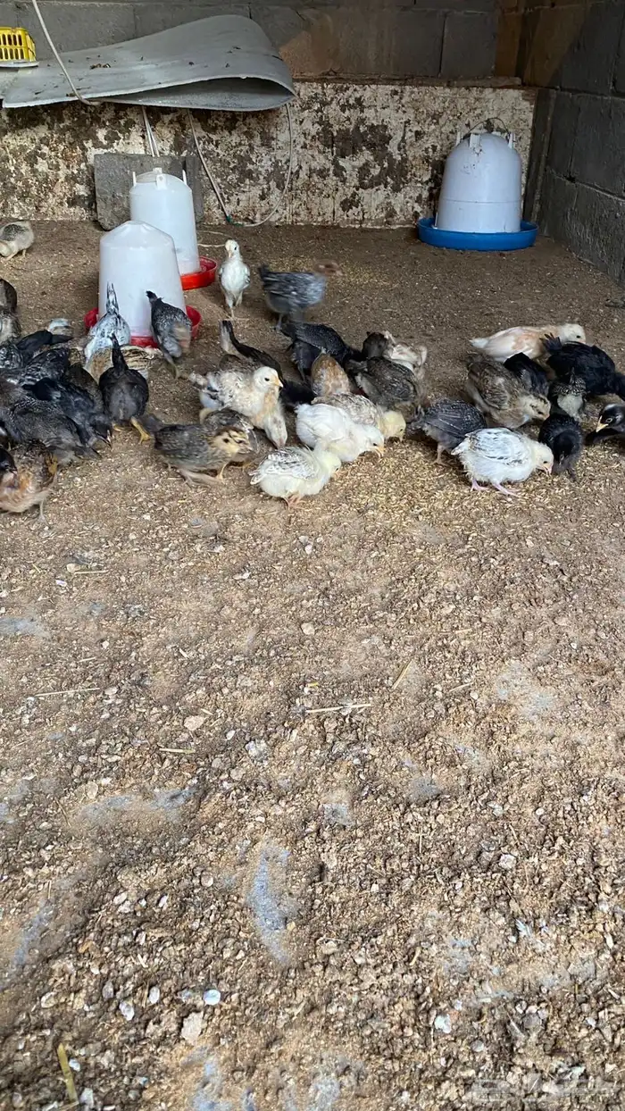 صيصان بلدي 2