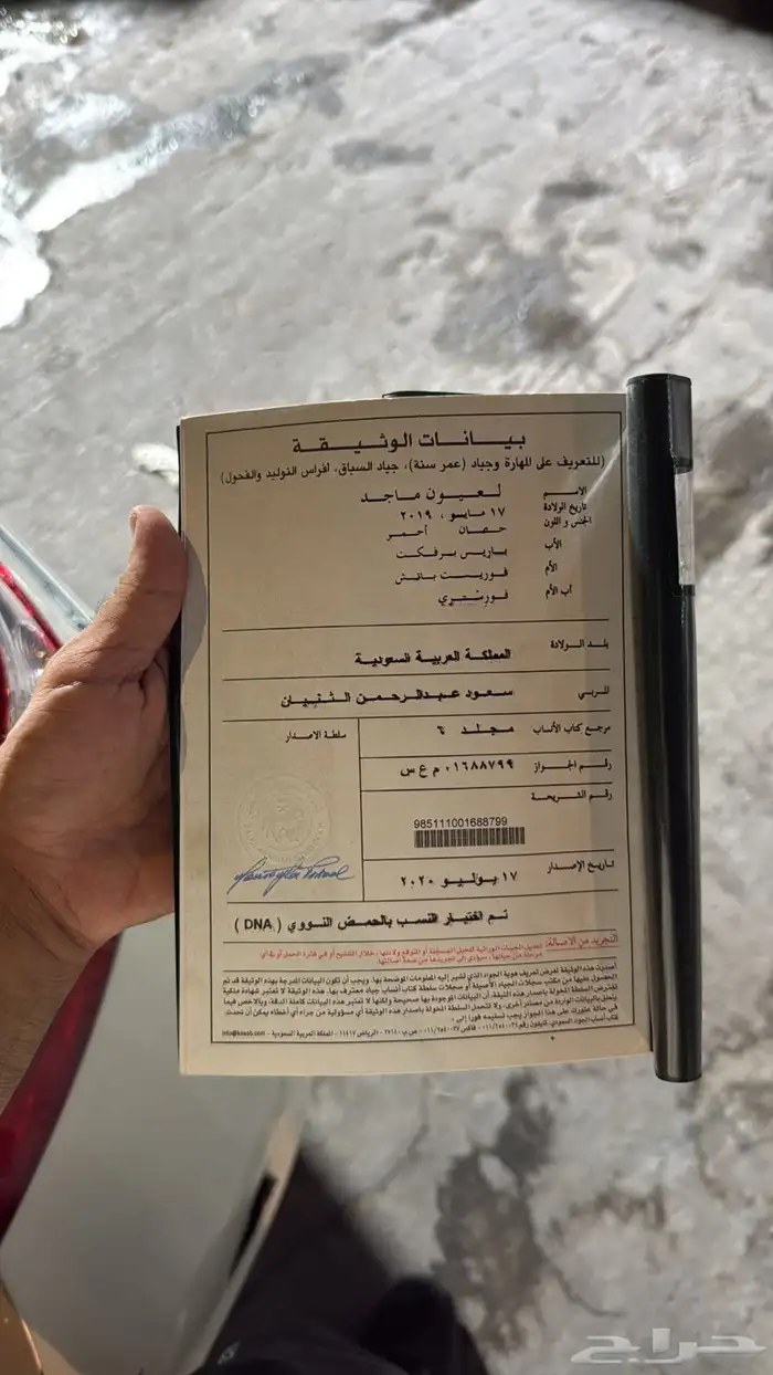 حصان انجلينزي سسباق سسرعه 6