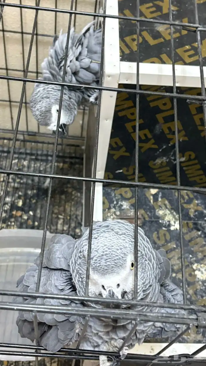 ببغاء كاسكو 3